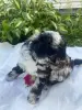 Пудель миниатюрный