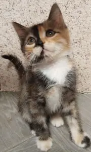 Котята в добрые руки!