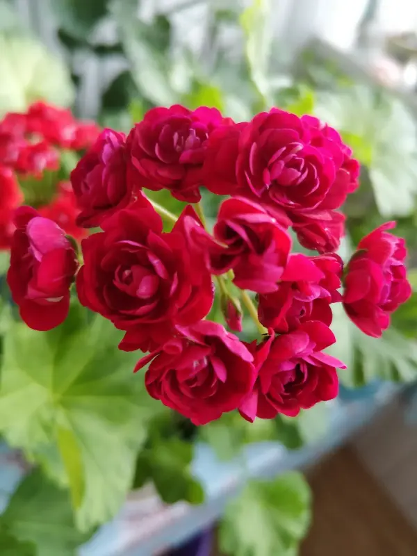 Герань розебудная бордовая,-сорт Monseruds Rosen