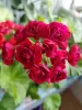 Герань розебудная бордовая,-сорт Monseruds Rosen