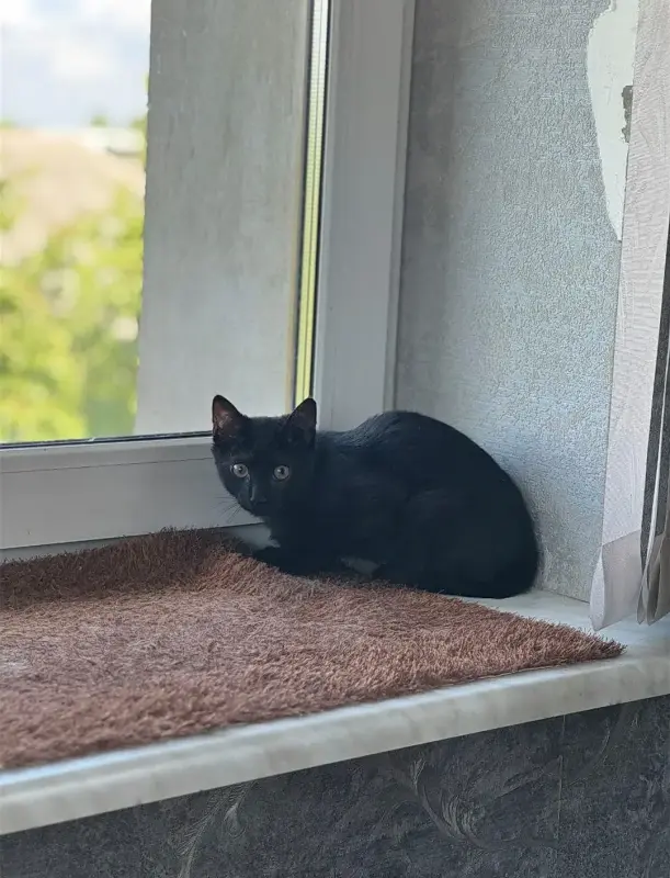 Котята в дар