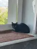 Котята в дар