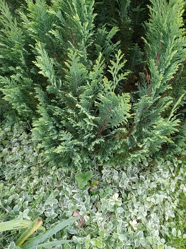 Хвойные, кустарники, лилейники