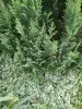 Хвойные, кустарники, лилейники