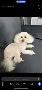 Щенок той пуделя девочка