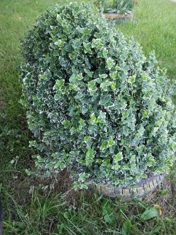 Хвойные, кустарники, лилейники