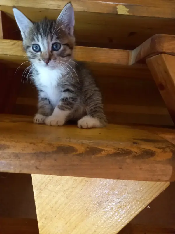 Котята ищут дом