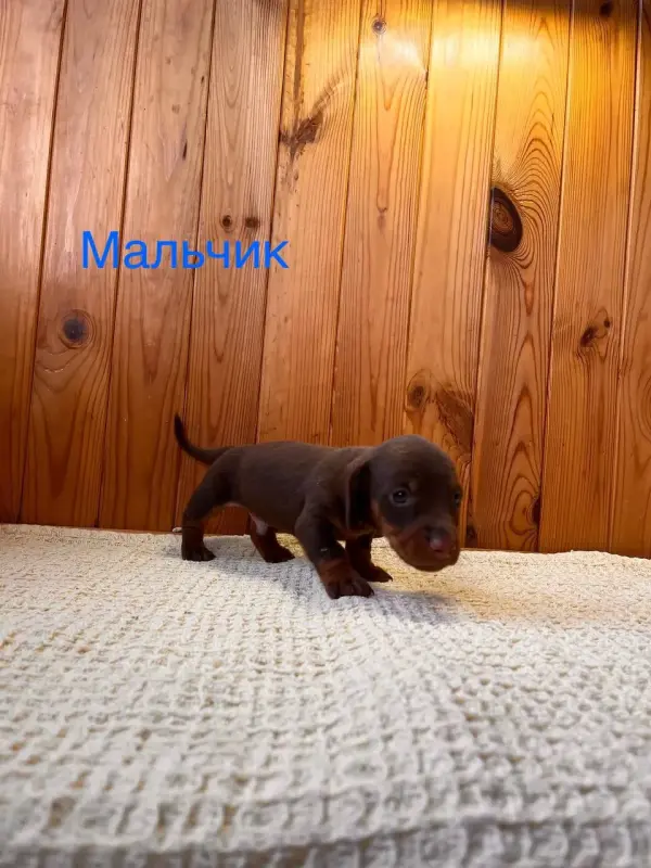 Щенок таксы