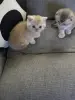 Котята шотландцы