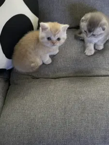 Котята шотландцы