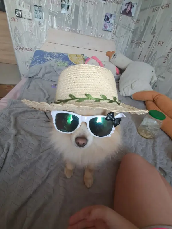 Щенки шпица