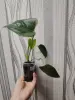 Антуриум зелёно-красный 6 ростков