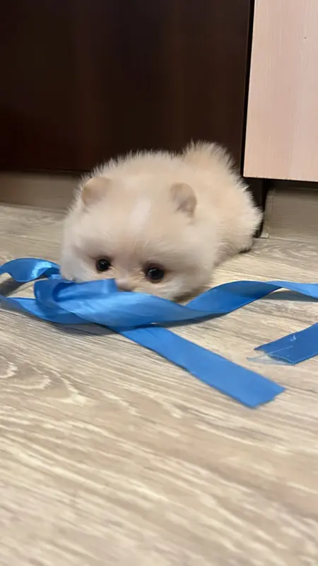 Щенок шпица