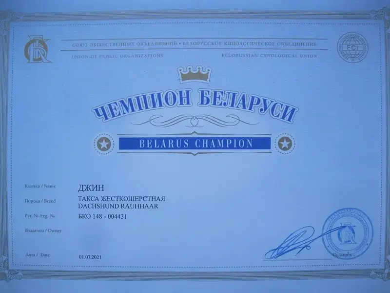 Щенки жесткошерстной таксы