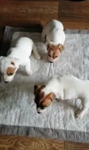 Джек рассел терьеры