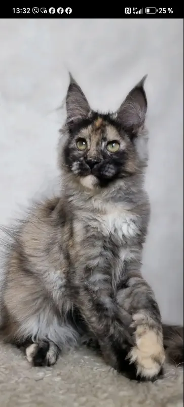 Кошка