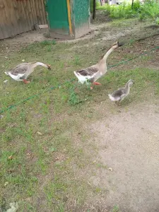 Гуси