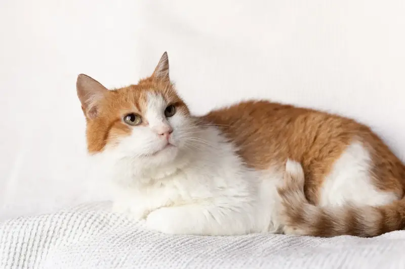 Рыжий котик Сеня срочно ищет дом