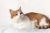 Рыжий котик Сеня срочно ищет дом
