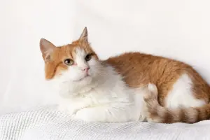 Рыжий котик Сеня срочно ищет дом