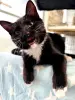Линк - ласковый и игривый котенок