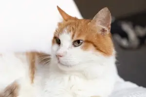 Рыжий котик Сеня срочно ищет дом