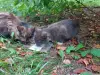 Котята срочно ищут дом