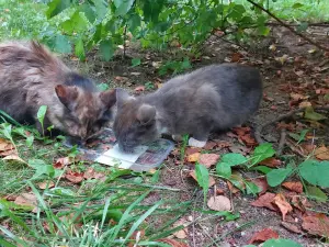 Котята срочно ищут дом