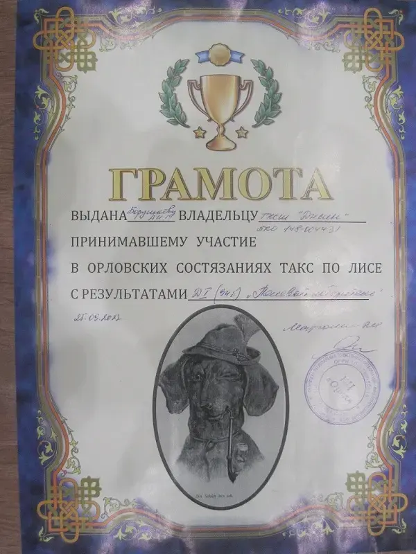 Щенки жесткошерстной таксы
