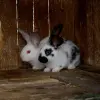 Крольчата