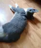 Котенок.. бесплатно