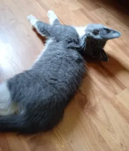Котенок.. бесплатно