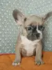 Французский бульдог