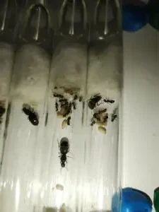 Матки муравьёв Lasius Niger