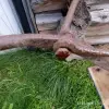 Плуг конный с коромыслом