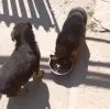 Щенки