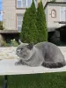 Британский кот