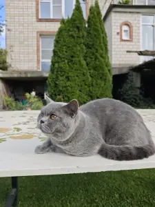 Британский кот