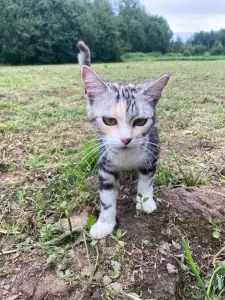 Кошка