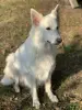 Щенки Белой Швейцарской Овчарки