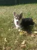 Девочка Вельш корги пемброк