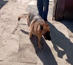Щенки