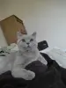 Британский кот
