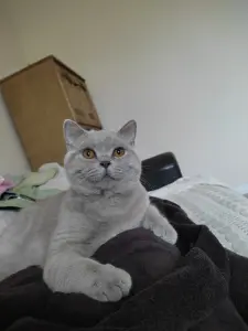Британский кот