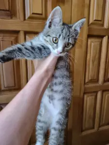 Котёнок