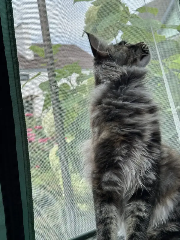 Мейн-Кун котята