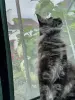 Мейн-Кун котята