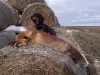 Щенки жесткошерстной таксы