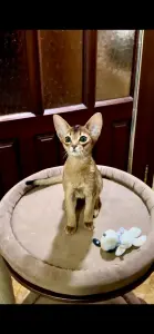 Абиссинкий котёнок
