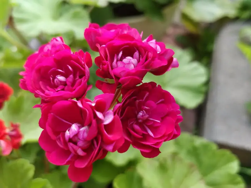 Герань розебудная бордовая,-сорт Monseruds Rosen